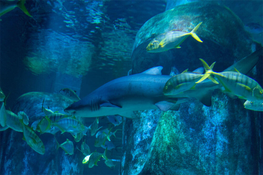 伦敦海洋生物水族馆(SEA LIFE London Aquarium)