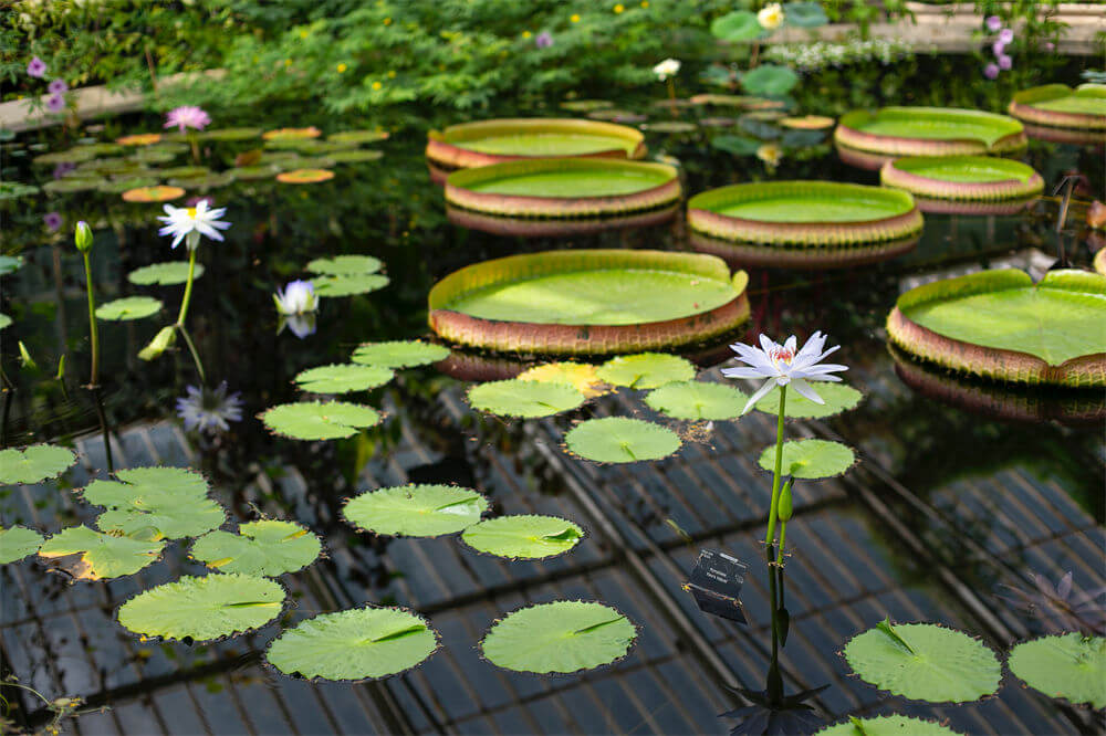 英国皇家植物园(The Royal Botanic Gardens at Kew)