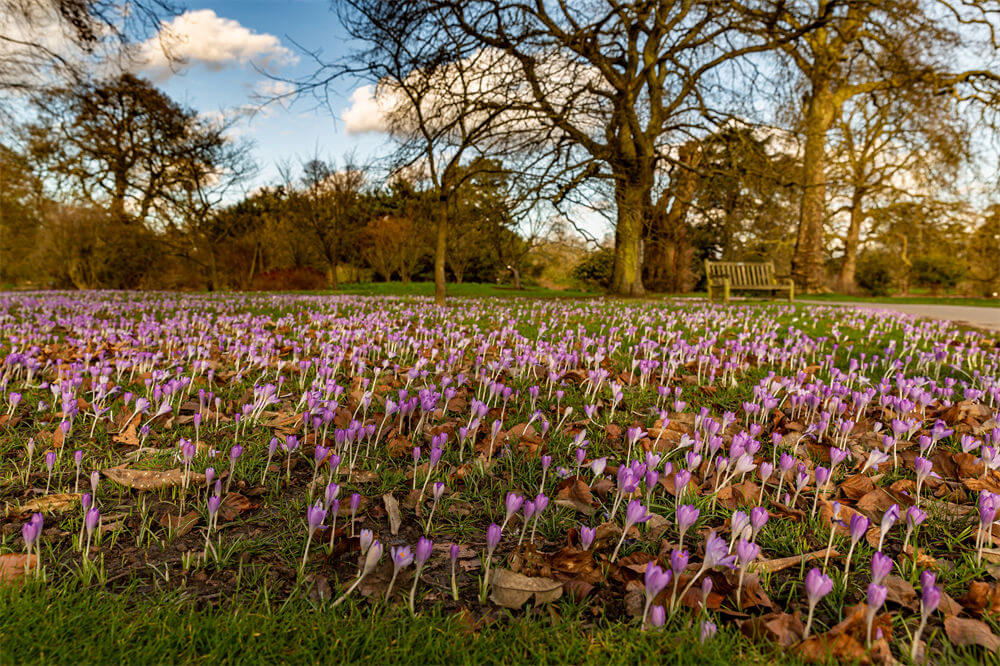 英国皇家植物园(The Royal Botanic Gardens at Kew)