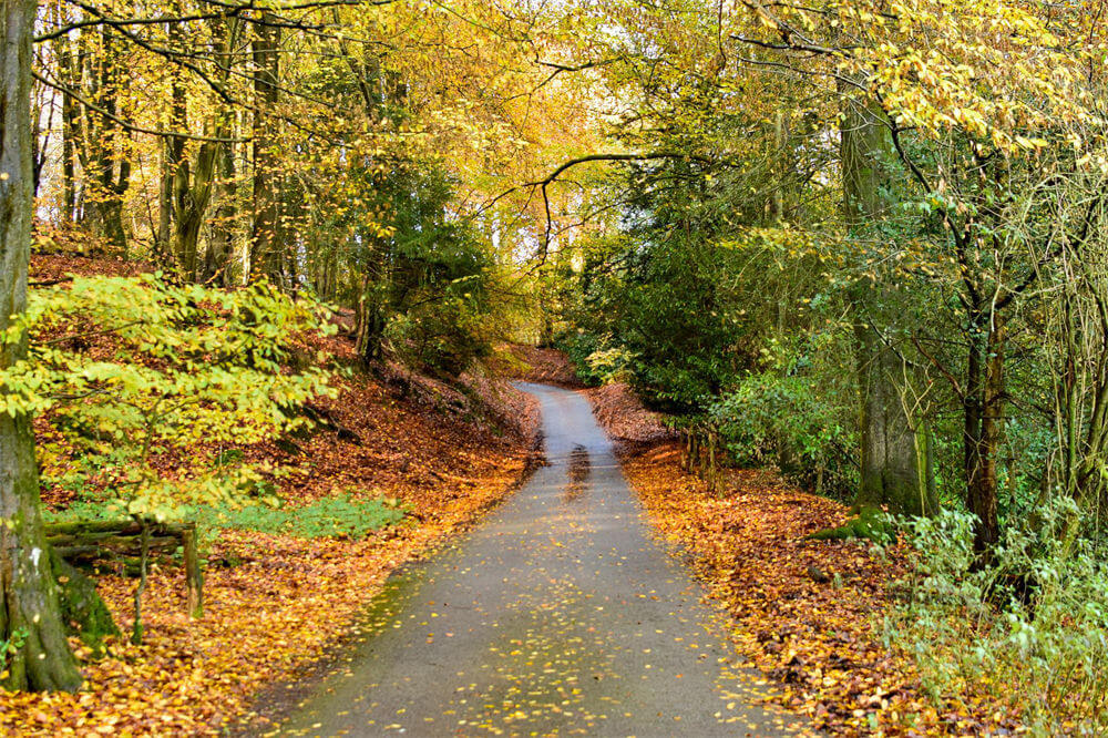 莱思山(Leith Hill)