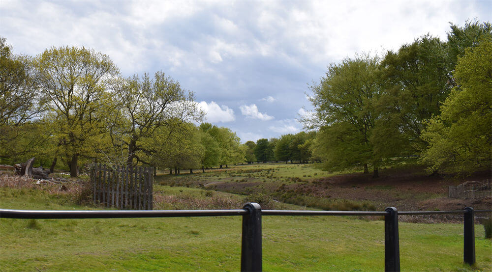里士满公园塔姆辛小径(Tamsin Trail, Richmond Park)